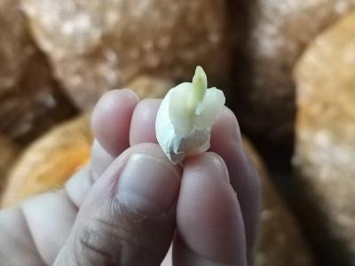 Kementan : Mewaspadai Benih Bawang Putih Oplosan